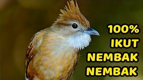 MASTERAN SUARA KAPAS TEMBAK GACOR DOR NGEBREN NEMBAK PANJANG DURASI PANJANG
