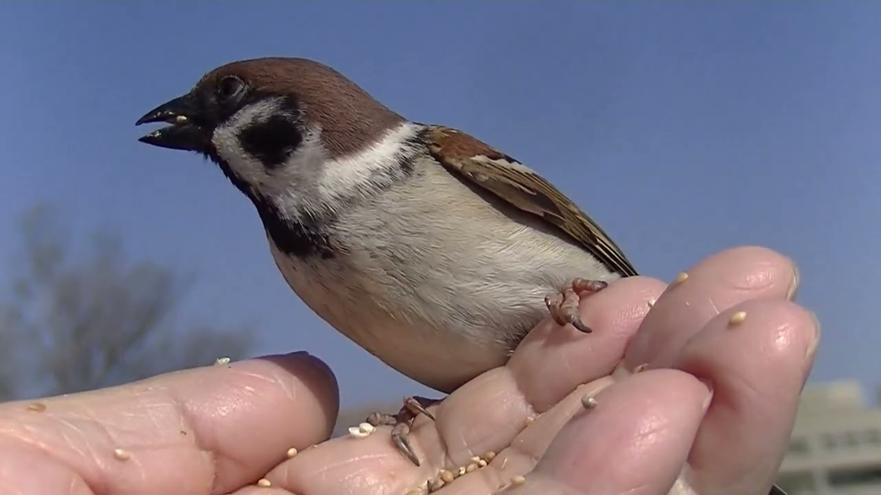 手の上で餌を食べ続ける雀 20260221 7（天満宮 水上橋） - YouTube