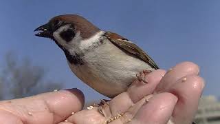 手の上で餌を食べ続ける雀 20260221 7（天満宮 水上橋） - YouTube