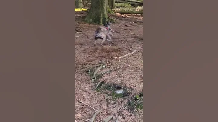 Classic EXCITED! whippet #shorts #whippet