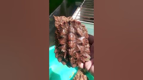 Phân Biệt Rùa Lá Mata Giữa Red Và Black #pets #turtle