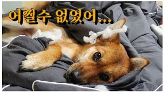 도저히 널 감당할 자신이 없다 ... 우리 이제 그만 각방 쓰자! by 시골청견-강아지 일상 Vlog 채널 2,389 views 2 months ago 7 minutes, 10 seconds