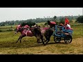 || Aggressive Khillari Racing Bulls of Murgod and Angol Running in Bailgadi Sharyat ||