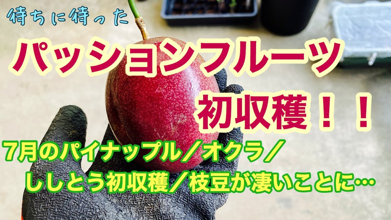 家庭菜園 パッションフルーツ初収穫 7月のパイナップルの様子 オクラ ししとう初収穫 枝豆が凄いことに Youtube