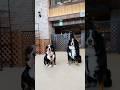 大きさの差がかわいい‼️3歳と6ヶ月のバーニーズの出会い🐾