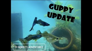 The Guppy Shed Unboxing by Norbitts Adventures 88 views 2 years ago 8 minutes, 46 seconds