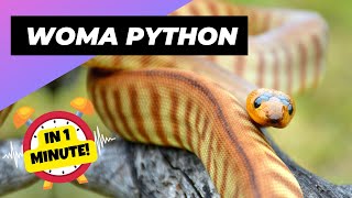 Celebrity Woma Python - In 1 Minute! 🐍 One Of The Most Beautiful Snakes In The World | 1 Minute Animals Net Worth