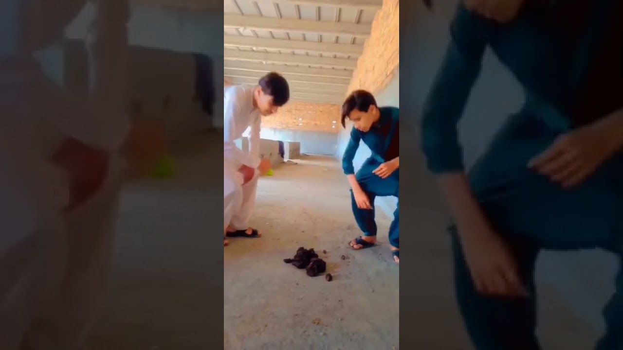 funny video 🐃🐃🐂                shani official