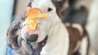 Just Let Me Outside Olive