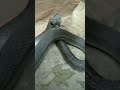 खतरनाक मंजर 💀🐍 #viralvideo #snake #reptilesofindia #cobra #reptileslover #snakecobra #animals