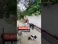 ¡¡¡No tires las peladuras de las zanahorias!!! Dáselas al perro!