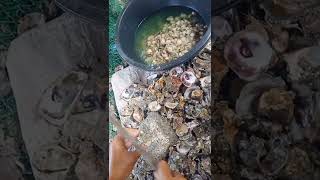 Satisfying Shuck Oyster