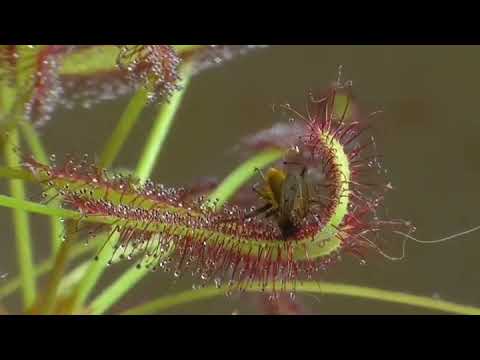🔴☠️ PLANTA MATANDO INSECTOS SIN PIEDAD. CARNIVORA DROSERA CAPENSIS ☠️🔴