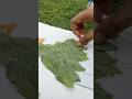 Art with NATURE🪴#shorts #youtubeshorts