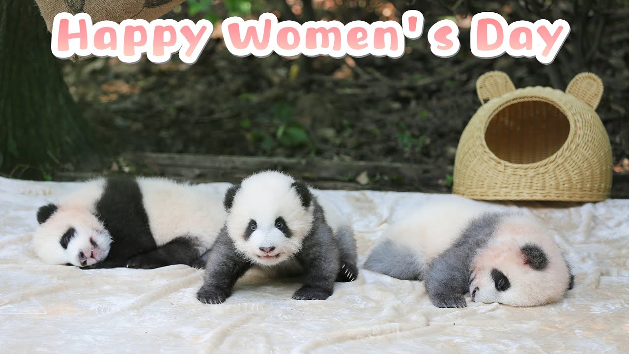 【If Pandas Can Talk】Episode 10 Happy International Women’s Day | iPanda
