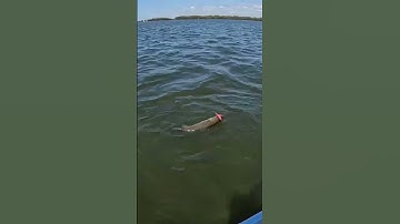 Catching A Gator Trout On A 27mr  #inshorefishing #flatsfishing #fishing #fishingtips #fish #trout