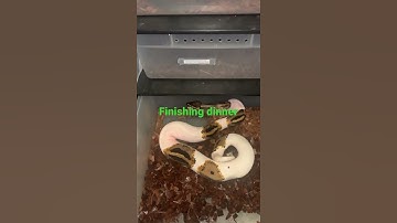 Pied ball python eating 12/1/21