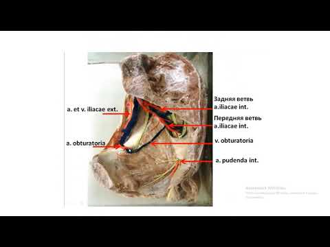 Внутренняя подвздошная артерия