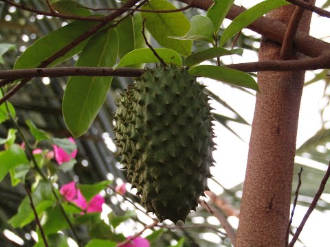 Obat Alami Redakan Nyeri Sendi Paling Efektif │ Ayo Hidup Sehat. 