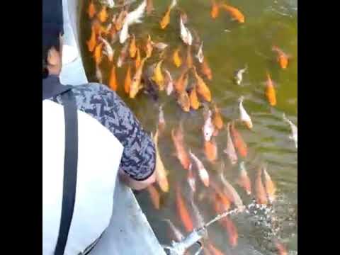 Ikan hias  ikan koi yg  bagus  YouTube