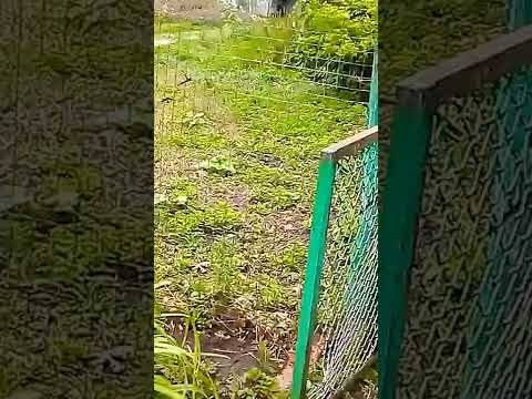 Когда заклинило рулетку...