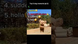 Ranking Top 5 Dog Moments #tiktok #best #dog #funny