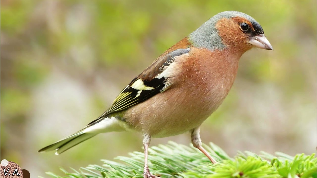 Canto del fringuello 30 minuti