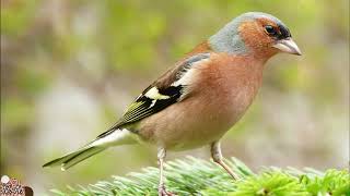 Canto del fringuello 30 minuti screenshot 2