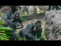 4-year-old gorilla Riki bravely challenges his silverback dad for Toto. #3/6 UENO ZOO 上野動物園ゴリラ（0070）
