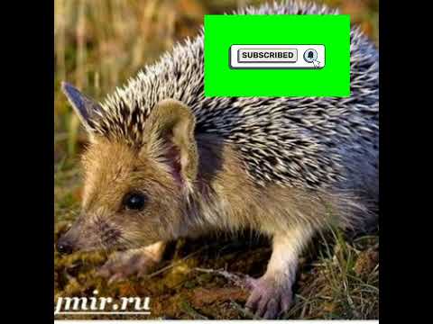 Животные из красной книги (2 серия)