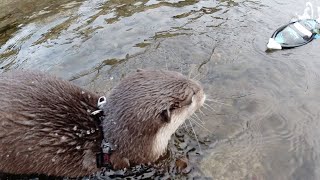 Play in the river on a radio-controlled boat with Aty  [Otter life Day 203]【カワウソアティとにゃん先輩】