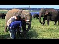 A valiant effort to save a young elephant's trunk from a cable wire trick. Successful!