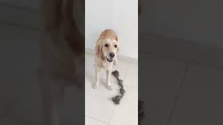 Playing memory game with my dog 🤗#goldenretriever #cute #funny #dog #training #dogsoftiktok screenshot 2