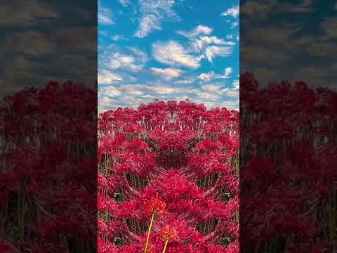 Guarda i fiori