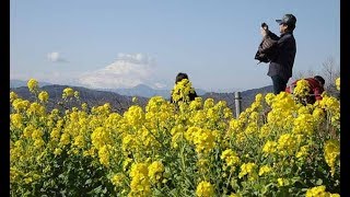 富士山と菜の花が競演