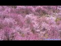 まさに桃源郷！　福島が誇る３０００本の桜を見下ろせる桜峠　北塩原村　桜峠　絶景！