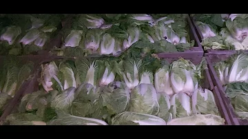 Хранение пекинской капусты, декабрь 2021. Peking cabbage storage, Dec 2021.
