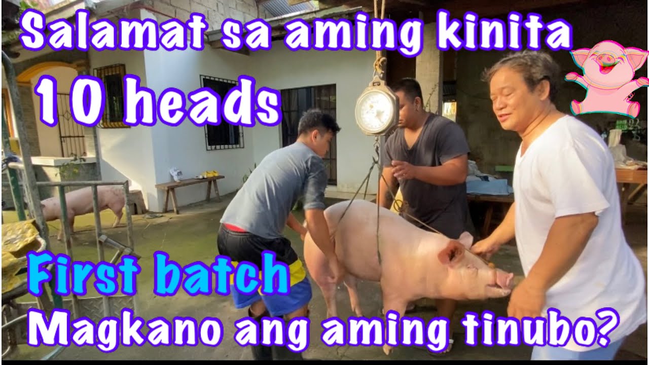 MAGKANO ANG KITA SA 10 BABOY/ BABUYAN SA PROBINSYA