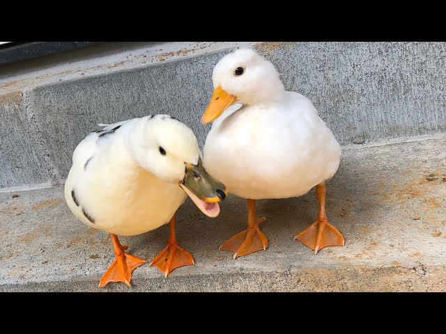 ブッチーの意外な特技。（コールダック）