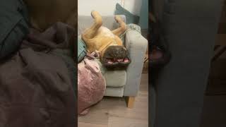 Large Dog Enjoys a Sausage Treat and a Flipped Over Nap