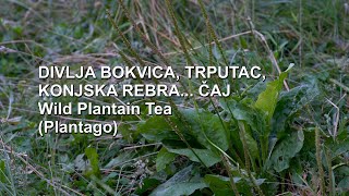 Divlja bokvica, Trputac,  Konjska rebra čaj | Wild Plantain Tea (Plantago) - (4K)