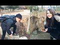 【未公開シーン】ぶりっ子外国人と奈良の鹿に餌あげまくってみた