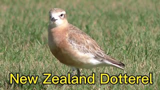 New Zealand Dotterel - Around 2500 Indiduals Are Endangered Birds ( Video Filmed By Yang Edwin )