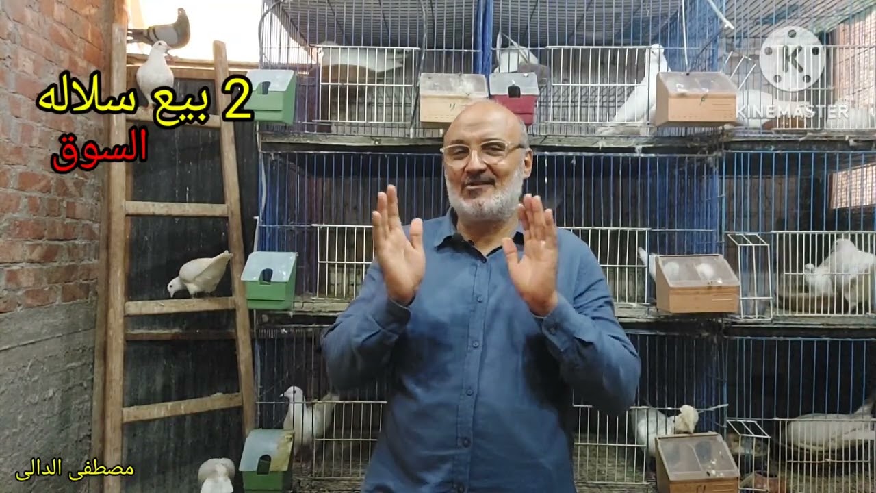 اسهل طريقة تبيع بها الحمام اللاحم الفرنسى البيور