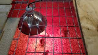 Our Turkey brooder setup Easy Turkey Poult Brooder Setup Part 2 3 6 Weeks