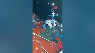 NTN - Mùa cá nục về, ngư dân Mỹ Đức vào mùa bội thu