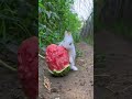 Rabbit eating watermelon shortsytshortsyoutubeshortsshortraza123gamer