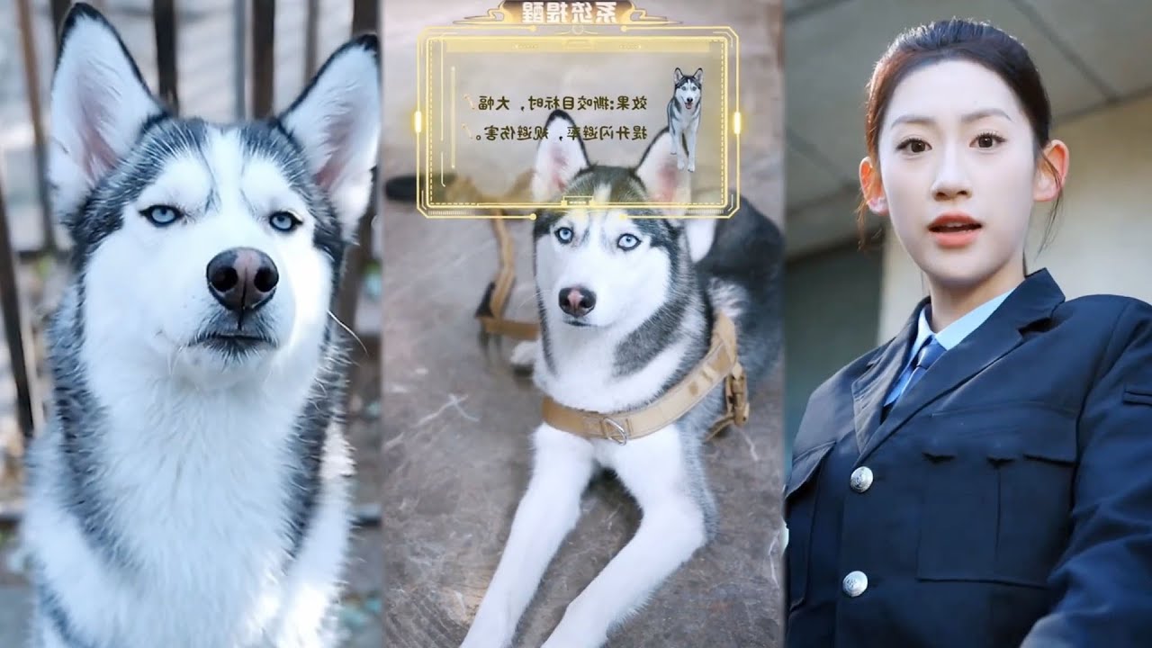 เกิดใหม่เป็นสุนัข แต่กลายเป็นฮีโร่ไขคดีดังสะเทือนโซเชียล