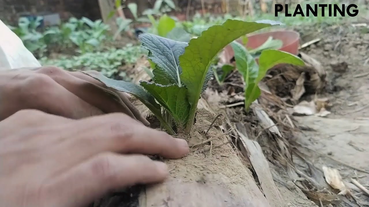 Using Banana Pseudostem to plant Vegetable|Broad leaf Mustard| ORCHARD Ideas|| RKBIUMII