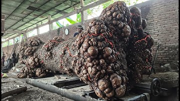 Shocking Discovery ‼️ Strange Things Found While Sawing an Old Trembesi Tree